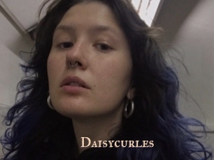 Daisycurles