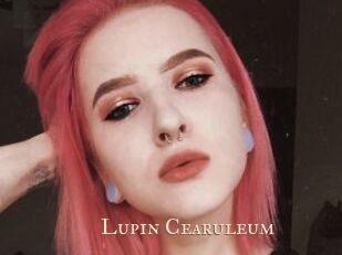 Lupin_Cearuleum