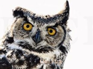 Owlface